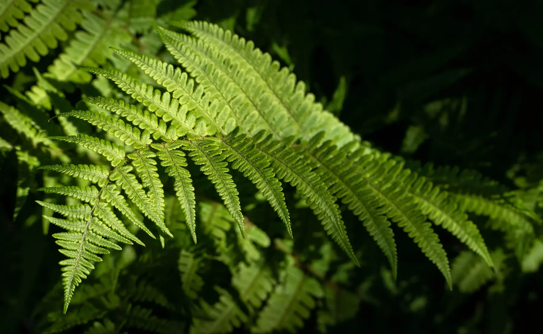 Close view of a green fern frond beside a shaded trail