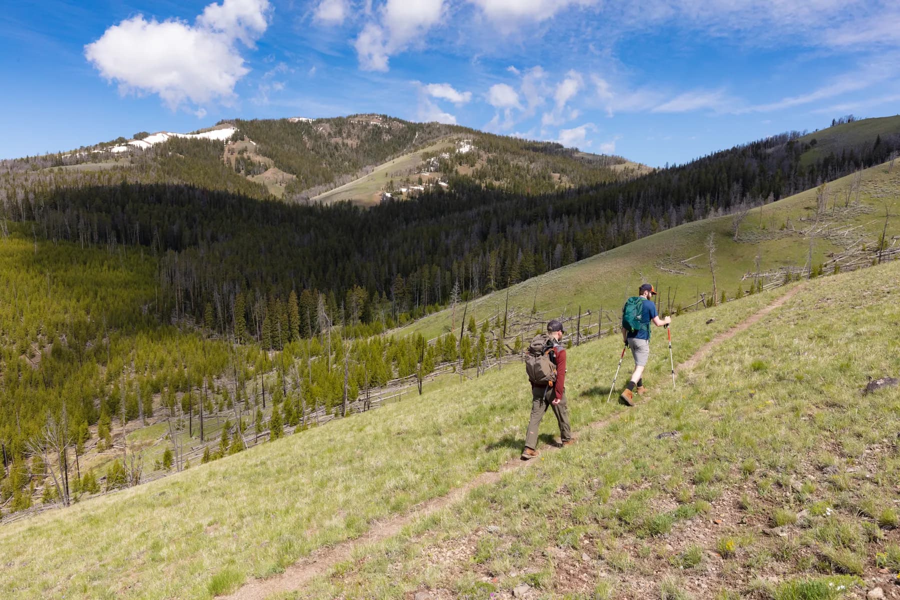 Hikers climbing a grassy ridge trail below a pine covered mountain