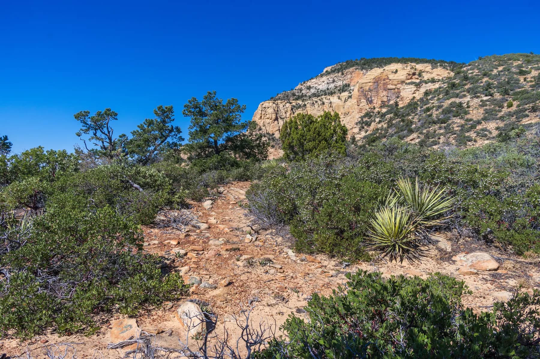Rocky desert trail winding between juniper and red canyon walls